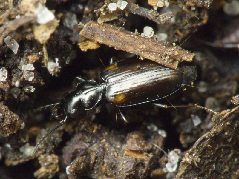 Syntomus obscuroguttatus (Duftschmid, 1812)